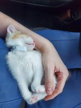 Domestic Short Hair Cats Available for Adoption in Columbus, Indiana - Paul | PetCurious