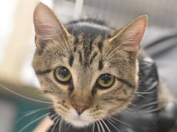 Swerve -  Domestic Short Hair Cat for Adoption in Portland, Oregon - Swerve | PetCurious
