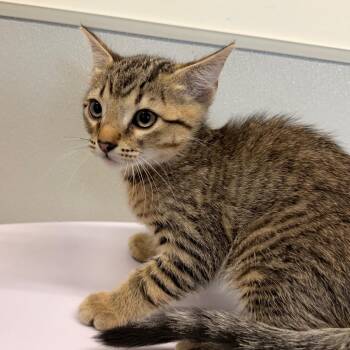 Domestic Short Hair Cats Available for Adoption in Tampa, Florida - Biggie | PetCurious
