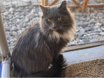 Rescue Domestic Long Hair Cats for Adoption in Republic, Washington - Swagger SHY CAT SPECIAL $20 BONDED PAIR | PetCurious