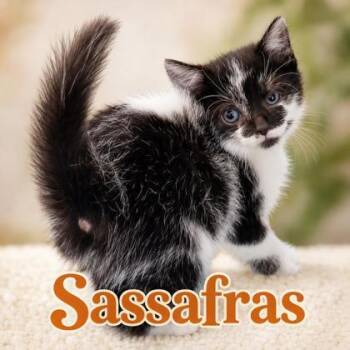 Sassafras -  Domestic Medium Hair and Domestic Short Hair Cat for Adoption in West Memphis, Arkansas - Sassafras | PetCurious