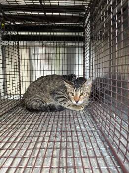 Tiddlywinks -  Domestic Short Hair Cat for Adoption in New Braunfels, Texas - Tiddlywinks | PetCurious