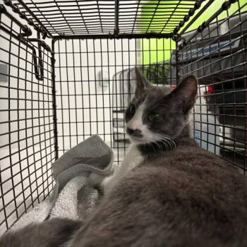 Sue -  Domestic Short Hair Cat for Adoption in Des Moines, Iowa - Sue | PetCurious