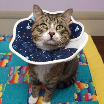 Tabby Cats Available for Adoption in Marshfield, Wisconsin - Steve McQueen | PetCurious