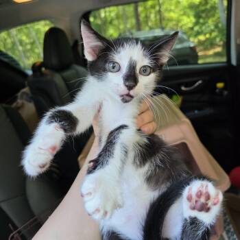 Rhion -  Domestic Short Hair Cat for Adoption in Mastic, New York - Rhion | PetCurious