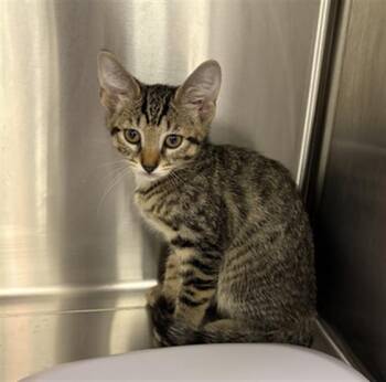 CASSIOPEIA -  Domestic Short Hair Cat for Adoption in Indianapolis, Indiana - CASSIOPEIA | PetCurious