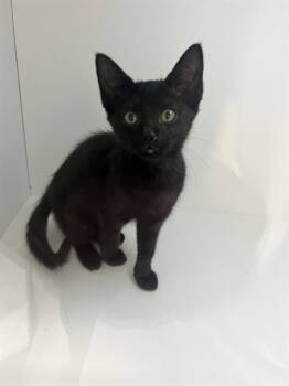 NICK -  Domestic Short Hair Cat for Adoption in Winter Haven, Florida - NICK | PetCurious