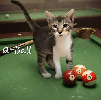 Q-Ball #the-speedster -  Tabby Cat for Adoption in Houston, Texas - Q-Ball #the-speedster | PetCurious