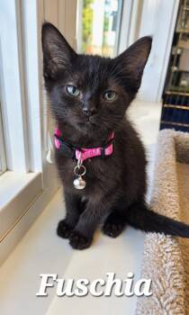 Fuschia -  Domestic Short Hair Cat for Adoption in Sidney, Ohio - Fuschia | PetCurious
