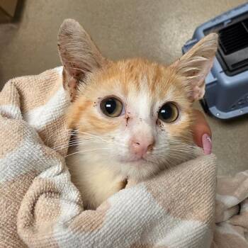 Tom Kitten -  Domestic Short Hair Cat for Adoption in Bristol, Indiana - Tom Kitten | PetCurious
