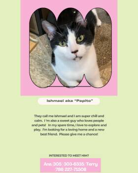 Papito -  Domestic Short Hair Cat for Adoption in Coral Gables, Florida - Papito | PetCurious