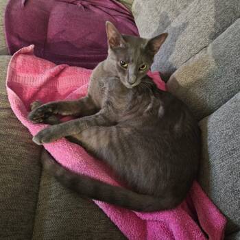 Rescue Russian Blue Cats for Adoption in Dallas, Texas - Olive | PetCurious