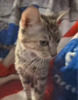 Cleopatra -  Domestic Short Hair Cat for Adoption in Gautier, Mississippi - Cleopatra | PetCurious