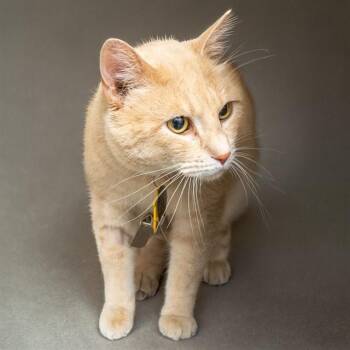 Domestic Short Hair Cats Available for Adoption - HEMMINGWAY | PetCurious