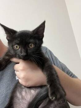 Lyre -  Domestic Short Hair Cat for Adoption in Sacramento, California - Lyre | PetCurious
