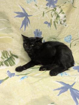 Rescue Domestic Short Hair Cats for Adoption in Payson, Arizona - Keegan | PetCurious
