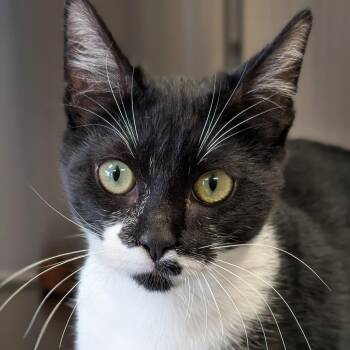 Domestic Short Hair Cats Available for Adoption in Jefferson, Wisconsin - Bruce Wayne | PetCurious