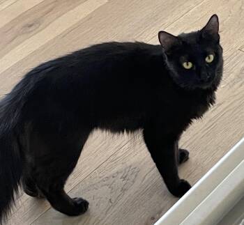 Salem - Golden Eyes and a Gentle Heart -  Domestic Medium Hair Cat for Adoption in Prescott, Arizona - Salem - Golden Eyes And A Gentle Heart | PetCurious