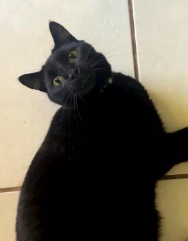 Domestic Short Hair Cats Available for Adoption - Kayden | PetCurious