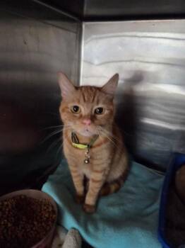 Tammy (K295-1) -  Domestic Short Hair Cat for Adoption in Pahrump, Nevada - Tammy (K295-1) | PetCurious