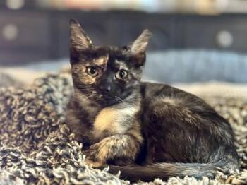 Rescue Domestic Short Hair Cats for Adoption in St. Peters, Missouri - SUSIE | PetCurious