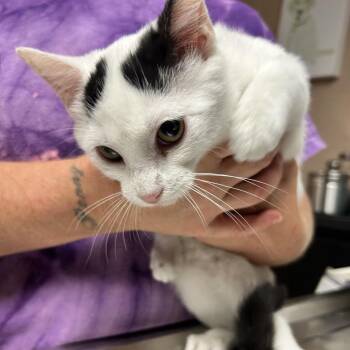The Four Legged Girl -  Domestic Short Hair Cat for Adoption in Newport, North Carolina - The Four Legged Girl | PetCurious