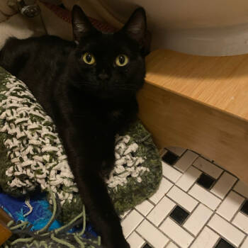Rescue Domestic Short Hair Cats for Adoption in Ashland, Virginia - Spirit | PetCurious