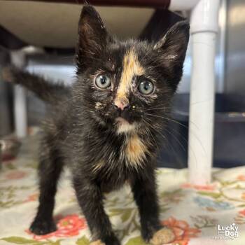 Rescue Domestic Short Hair and Tortoiseshell Cats for Adoption in Washington, District Of Columbia - Fauna | PetCurious