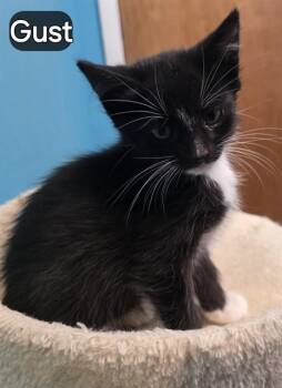 GUST -  Domestic Short Hair Cat for Adoption in Pueblo, Colorado - GUST | PetCurious