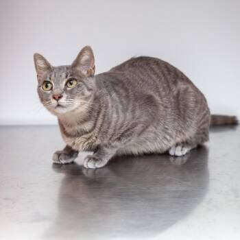 Momma Cat -  Domestic Short Hair Cat for Adoption in Hattiesburg, Mississippi - Momma Cat | PetCurious
