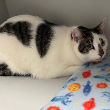 American Shorthair Cats Available for Adoption - Nugget | PetCurious