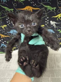 MELINDA -  Domestic Short Hair Cat for Adoption in Riverside, California - MELINDA | PetCurious