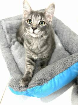 Rescue Domestic Short Hair Cats for Adoption in Saint-chrysostome, Quebec - Indy | PetCurious
