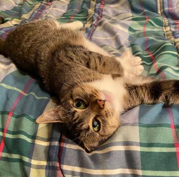 Molly -  Domestic Short Hair and Tabby Cat for Adoption in Pasco, Washington - Molly | PetCurious