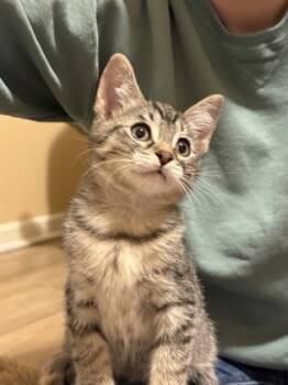 Finn -  Domestic Short Hair Cat for Adoption in Harbor Springs, Michigan - Finn | PetCurious