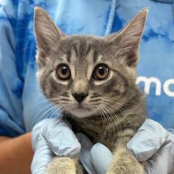 Shelby -  Domestic Short Hair Cat for Adoption in Nashville, Tennessee - Shelby | PetCurious