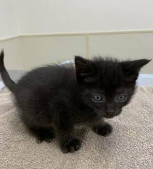 Theodore -  Domestic Short Hair Cat for Adoption in Santa Rosa, California - Theodore | PetCurious