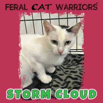 Rescue Domestic Short Hair Cats for Adoption in Kingman, Arizona - Storm Cloud | PetCurious