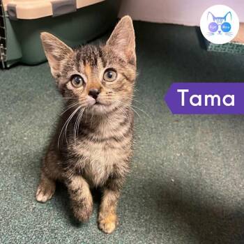 Rescue Domestic Short Hair Cats for Adoption in Penfield, New York - Tama | PetCurious