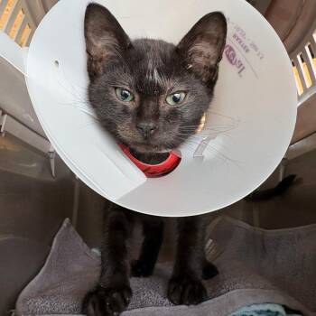 Newbie -  Domestic Short Hair Cat for Adoption in Leander, Texas - Newbie | PetCurious