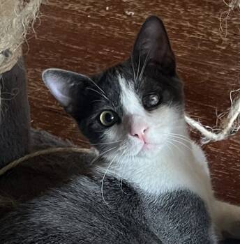 Rescue Domestic Short Hair Cats for Adoption in Redlands, California - Harry (Harold) | PetCurious