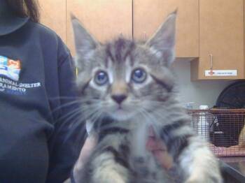 MALBEC -  Domestic Short Hair Cat Available for Adoption in Sacramento, California - MALBEC | PetCurious