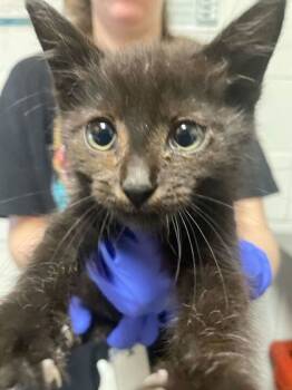 Rescue Domestic Short Hair Cats for Adoption in Knoxville, Tennessee - Expresso | PetCurious