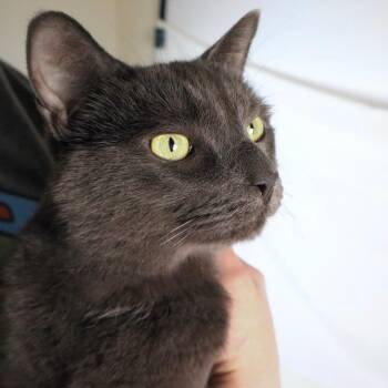 Diomedes -  Domestic Short Hair Cat for Adoption in Johnson City, Tennessee - Diomedes | PetCurious