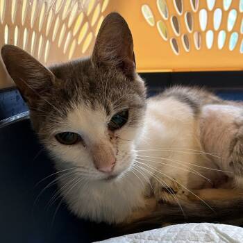 Rescue Domestic Short Hair Cats for Adoption in Fairfax Station, Virginia - Dawn | PetCurious