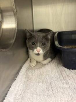 Domestic Short Hair Cats Available for Adoption in Longmont, Colorado - Oliver | PetCurious