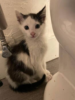 Rescue Domestic Short Hair Cats for Adoption in Los Angeles, California - Kobuk | PetCurious