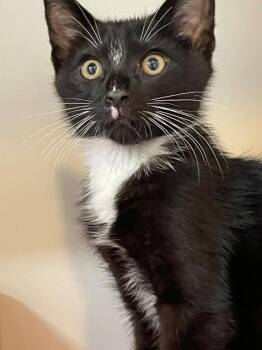 Eddie -  Domestic Short Hair Cat for Adoption in Hayward, Wisconsin - Eddie | PetCurious