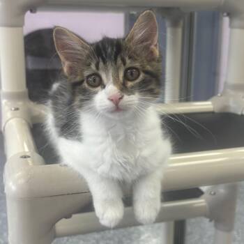 GiGi -  Domestic Long Hair Cat for Adoption in Marshalltown, Iowa - GiGi | PetCurious