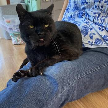 Oscar -  Domestic Short Hair Cat for Adoption in Lemoyne, Pennsylvania - Oscar | PetCurious